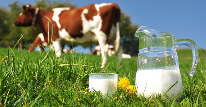 kolik mléka dává kráva za den