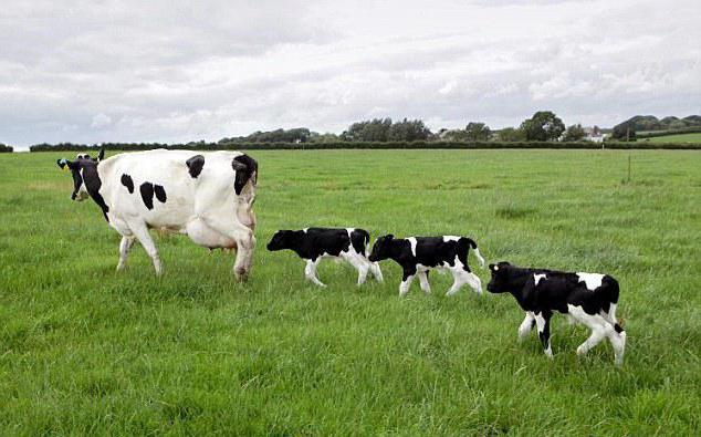 koliko krava daje mleko na dan