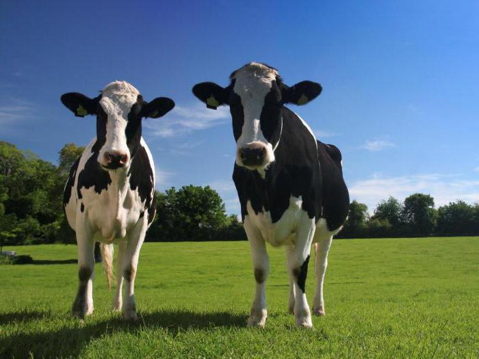 ile mleka krowa daje dzień w lecie
