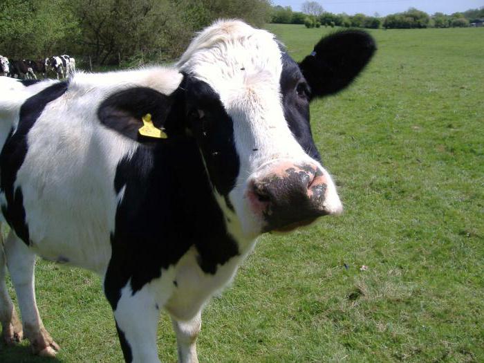 koliko litrov mleka lahko da ena krava