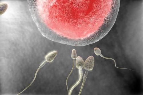 kolik spermií dělá žena těhotná