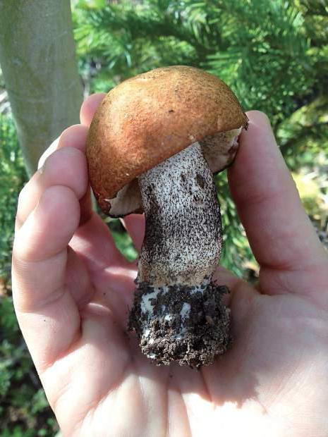Jak si vařit houby aspen houby