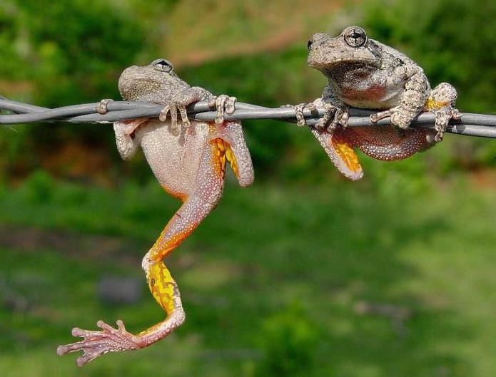 у чему је разлика између и колико су жаба и жаба сличне