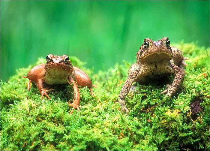 Koja je razlika između zelene žabe i žabe?