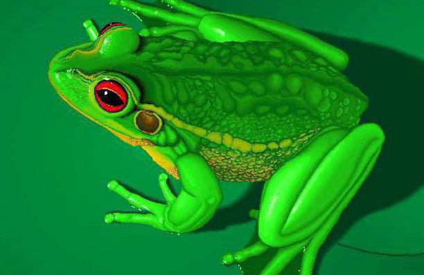što je razlika između žaba i žablje punoglavaca