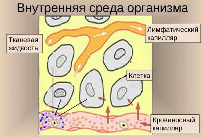 jak se vytváří tkáňová tekutina a lymfa