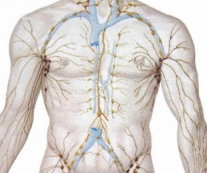 Как се образува краткотрайно тъканната течност и лимфата