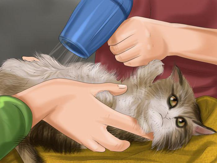 come fare il bagno a un gatto per la prima volta