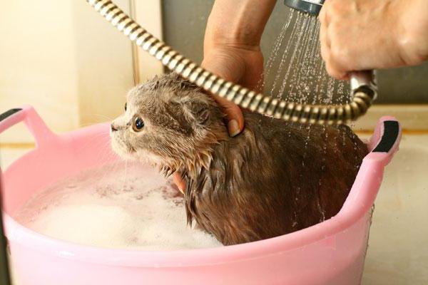 как да се изкъпе котката, за да не се почеше