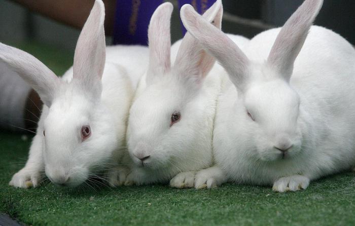 masové králíky