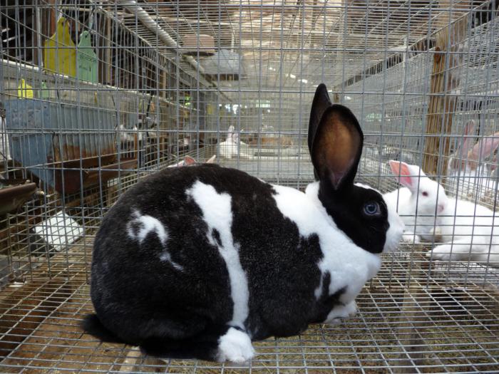 chovné farmy na chov králíků