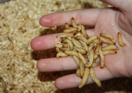 Как да се размножават брашните червеи