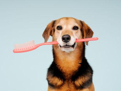 jak myć zęby swojego psa