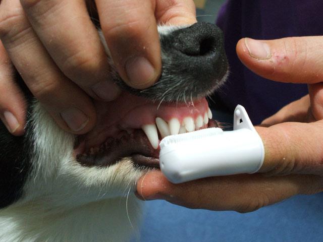 зуби паса