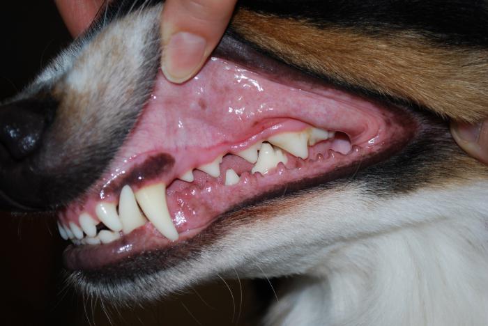 denti gialli in un cane
