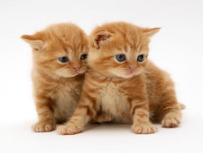 британски црвени мачићи