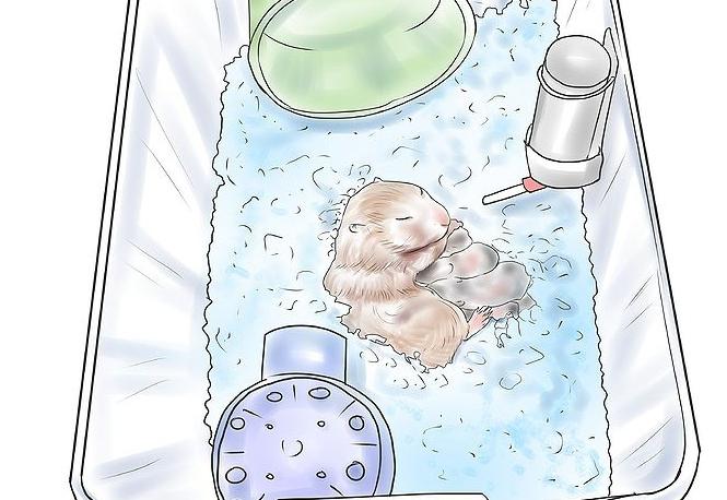 jak dbać o chomiki noworodków