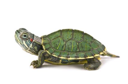 jak dbać o żółwia