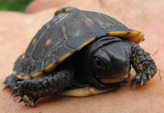 как да се грижим за домашна костенурка