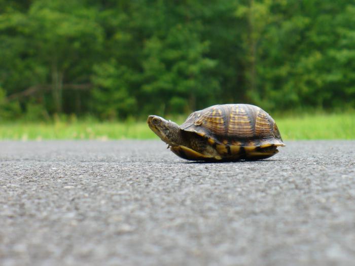 червеногуша костенурка как да се грижи