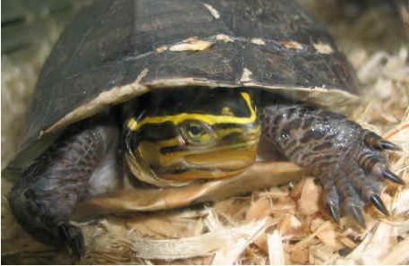 kako se brinuti za kopnenu kornjaču