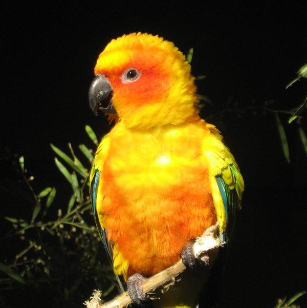 как да се грижи за папагал