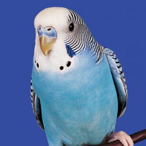 грижа за момче с вълнообразен папагал
