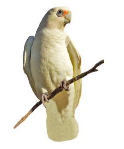 Pielęgnacja papugi Corell