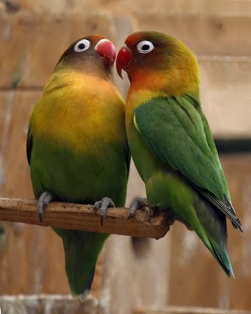 брига о папагајима љубавницима