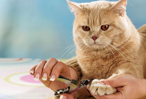 jak řezat kočky nehty