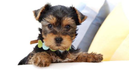 cane yorkshire terrier