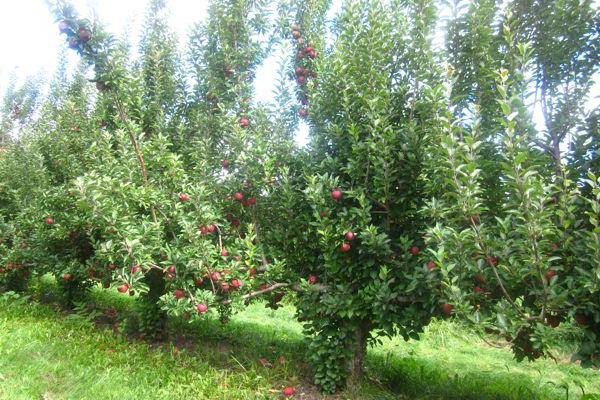 как да се грижим за ябълково дърво