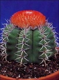 jak pečovat o kaktusy