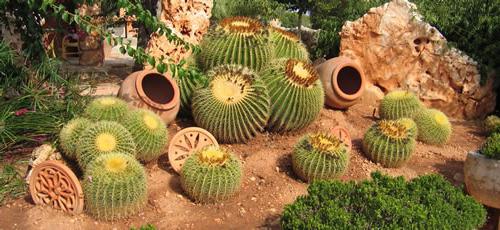 kaktusi in sukulenti