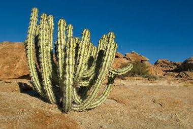 jak dbać o kaktus