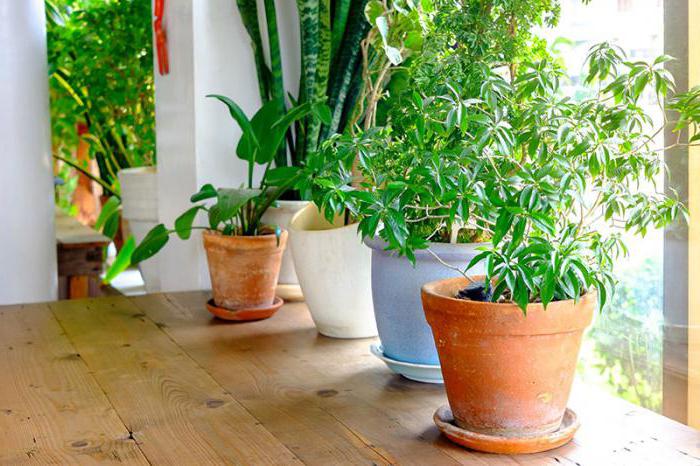 как да се грижим за стайни растения