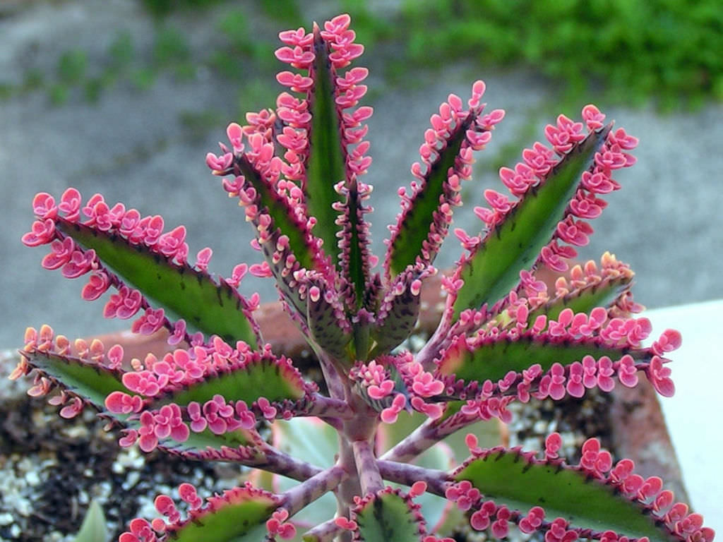 Kalanchoe in fiore