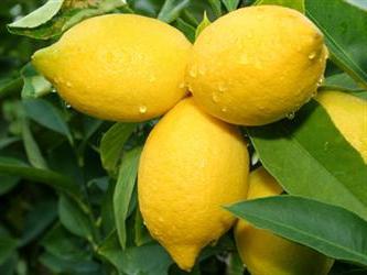 jak se starat o citron doma