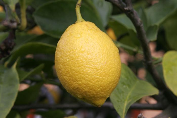 come piantare un limone