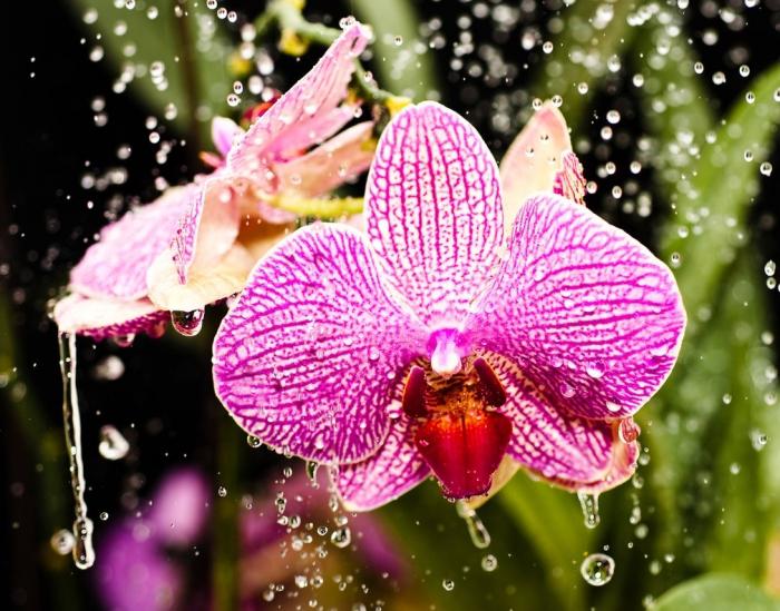 come prendersi cura di orchidea phalaenopsis