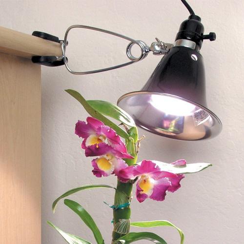 орхидеје како да се брину након цветања