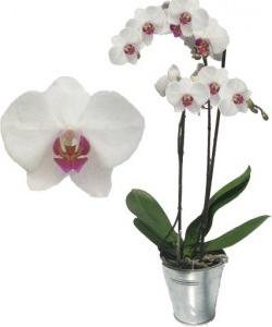 jak pečovat o orchideje