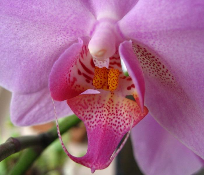 l'orchidea si sta asciugando