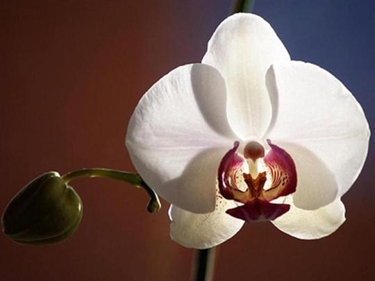 jak pečovat o domácí orchideje