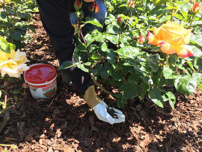Kako gnojiti vrtnice jeseni