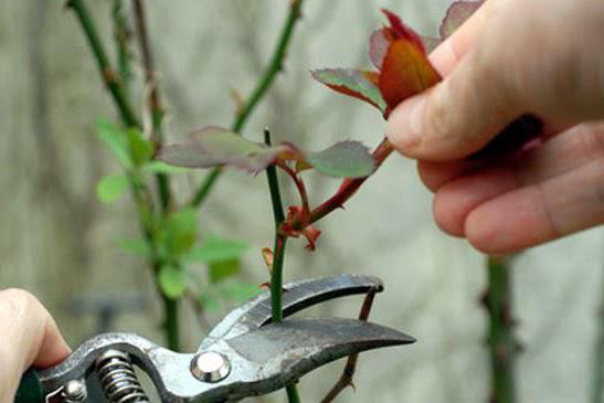 Come tagliare le rose in autunno