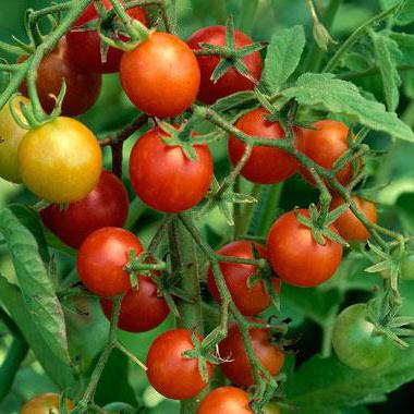jak dbać o pomidory