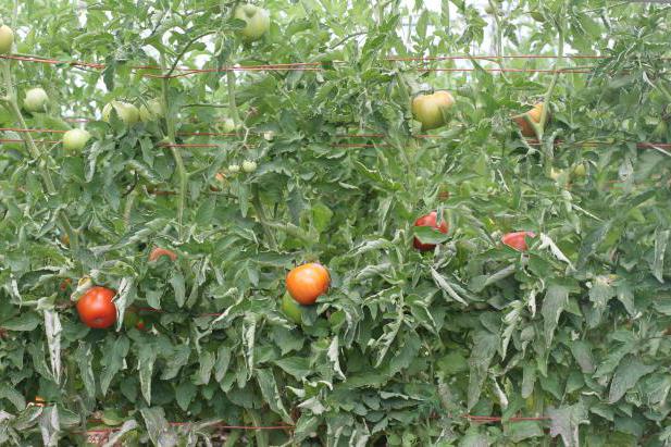 как да се грижим за доматите в земята