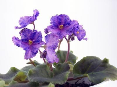 terreno per violette