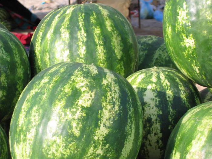 jak pečovat o vodní melouny